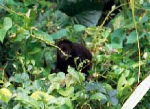 Howler Monkey